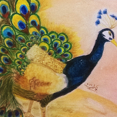 طاووس