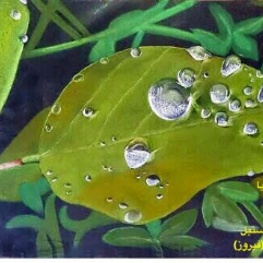 Acacia Leaf