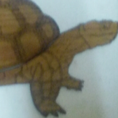 Ninga Turtle