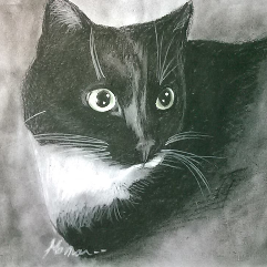 قطه سوداء ذات العيون الخضراء