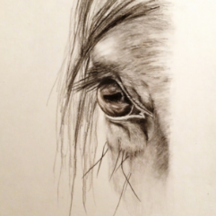 A Horse's Eye