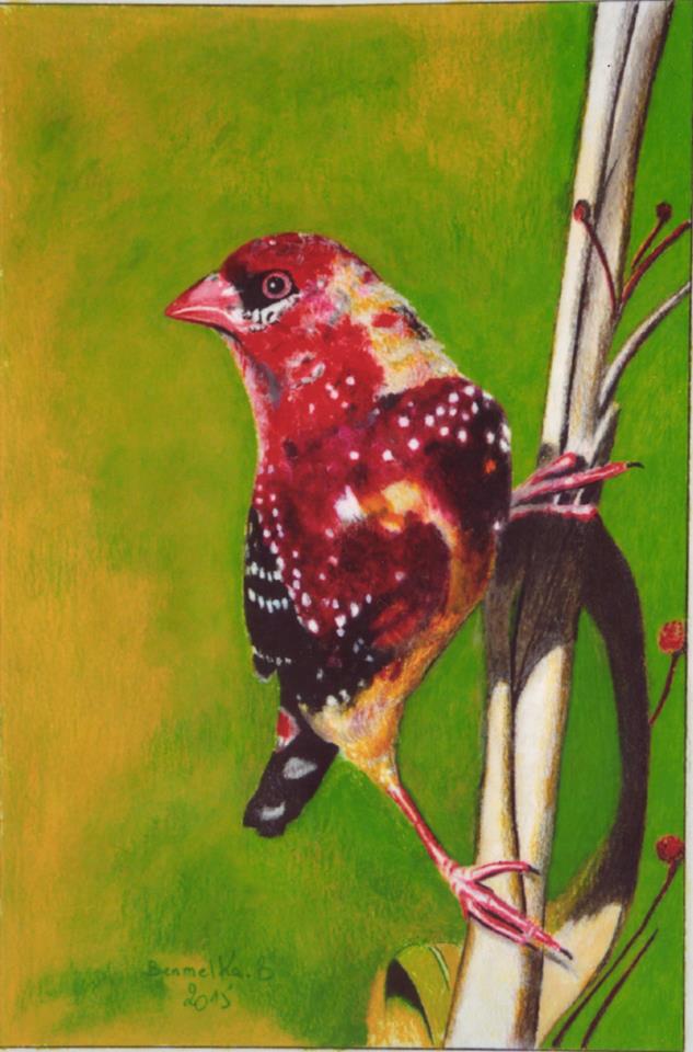 Male Of Red Avadavat