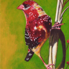 Male Of Red Avadavat