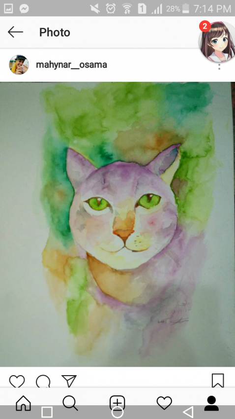 قطة بعيون خضراء