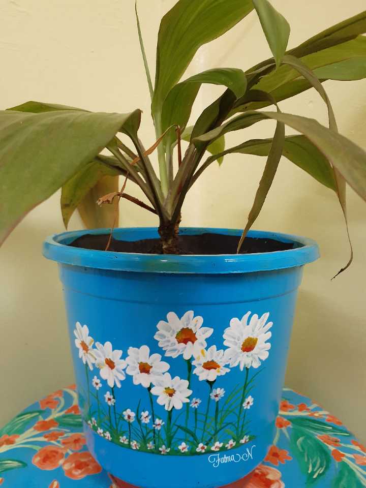 Decorated Plants Pot