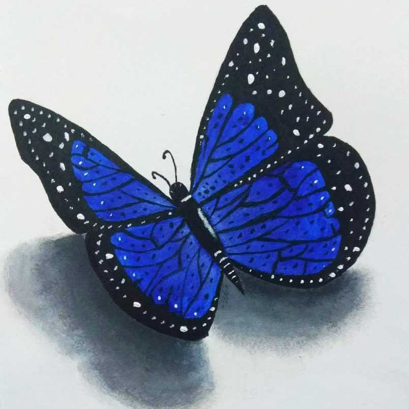 الفراشة الزرقاء