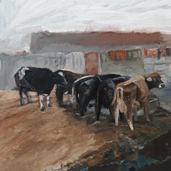 Cows In Farm