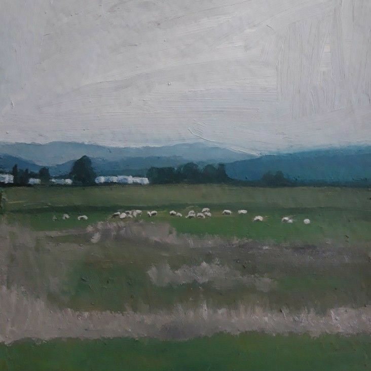 sheeps in the plain fields and tall grass