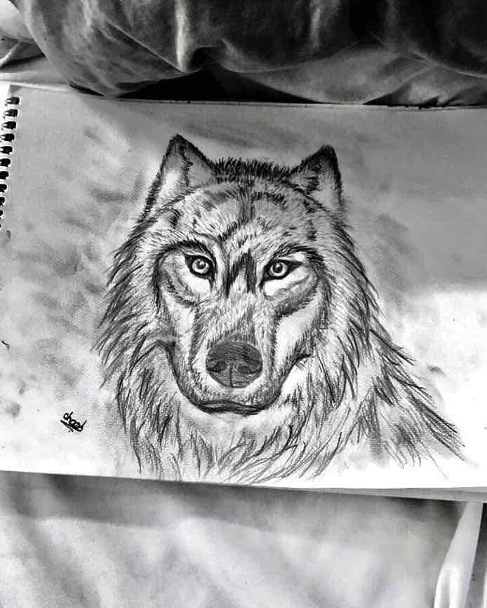 الذئب